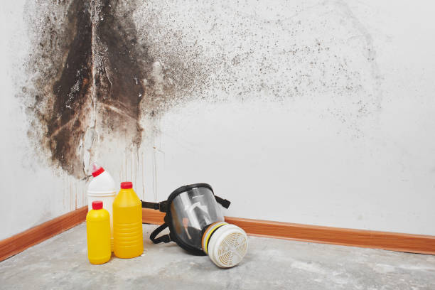 Best Black Mold Removal  in Myrtle Grove, FL