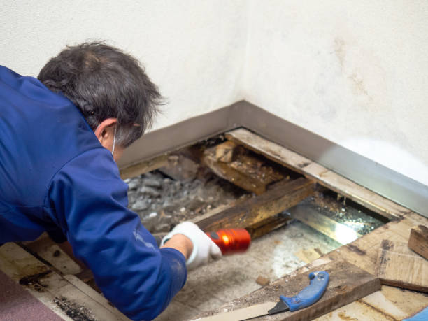 Best Home Mold Removal  in Myrtle Grove, FL