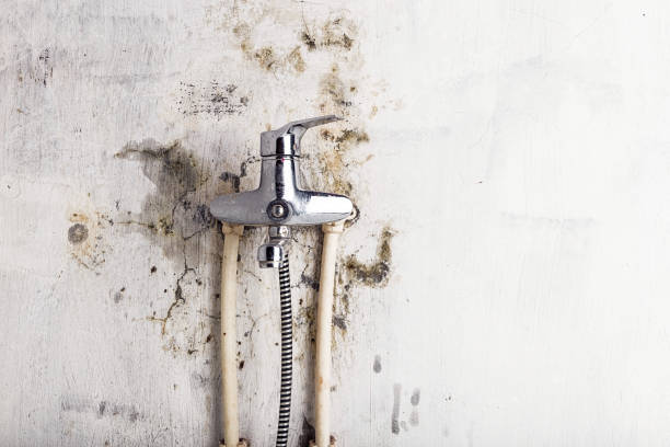 Best Certified Mold Removal  in Myrtle Grove, FL
