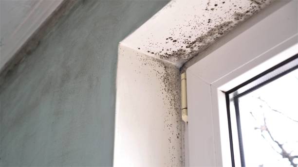 Best Same-Day Mold Removal  in Myrtle Grove, FL