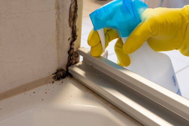 Best Certified Mold Removal  in Myrtle Grove, FL
