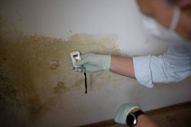 Best Same-Day Mold Removal  in Myrtle Grove, FL