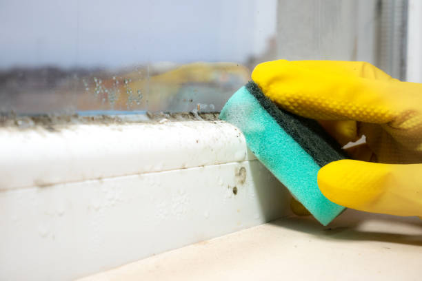 Best Commercial Mold Removal  in Myrtle Grove, FL