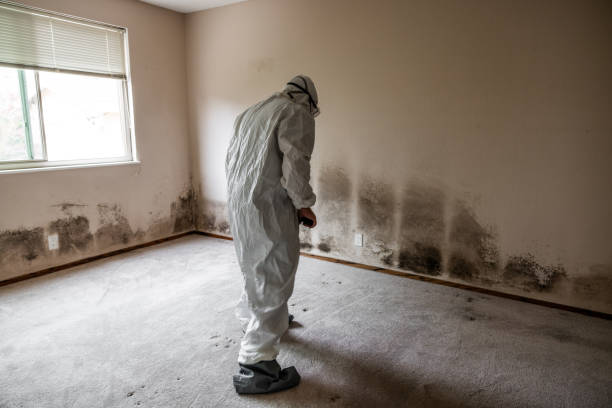 Best Toxic Mold Removal  in Myrtle Grove, FL
