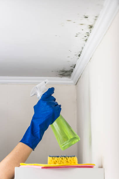 Best Residential Mold Removal  in Myrtle Grove, FL