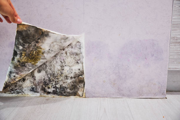 Best Professional Mold Removal  in Myrtle Grove, FL
